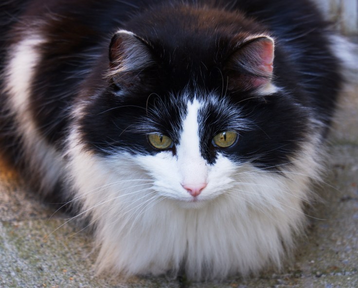 Dierenfotografie kat 