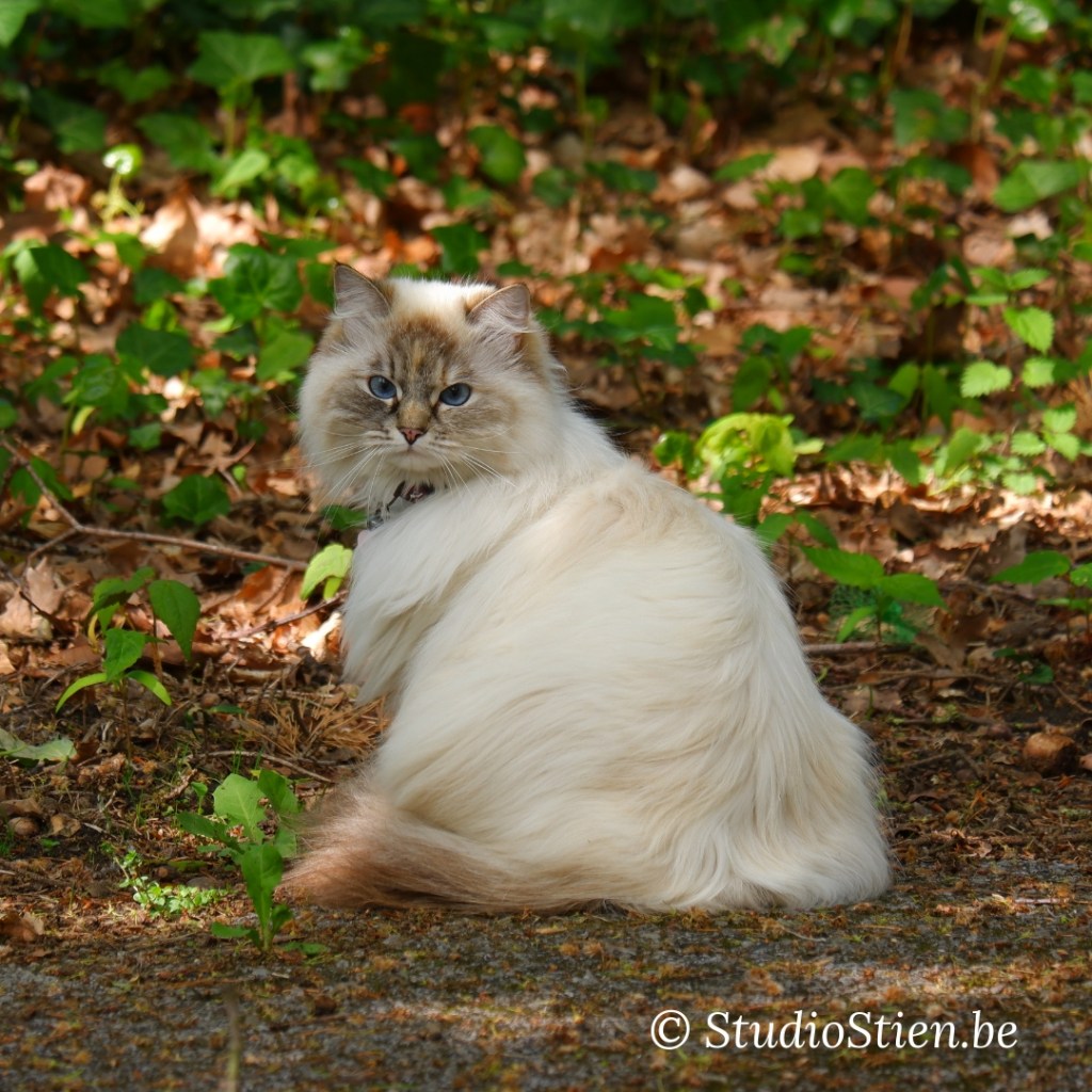 Fotografie katten fotograferen 