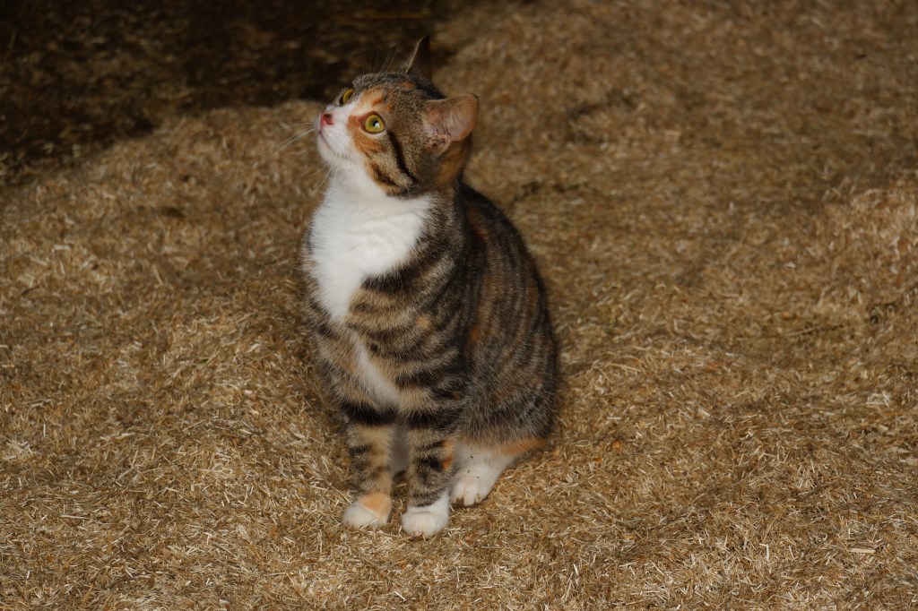 katten fotograferen kattenfotografie fotografietips dierenfotografie