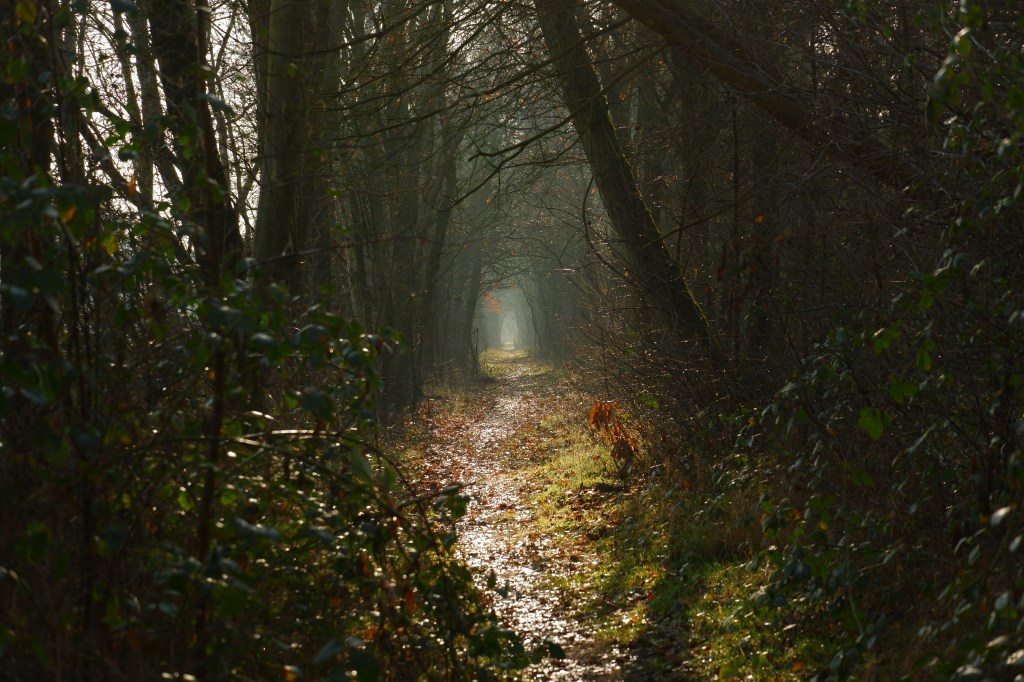 natuurfotografie landschapsfotografie fotografietips bosfotografie 