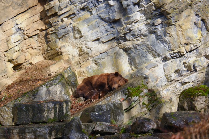 Natuurfotografie fotografietips dierenfotografie 