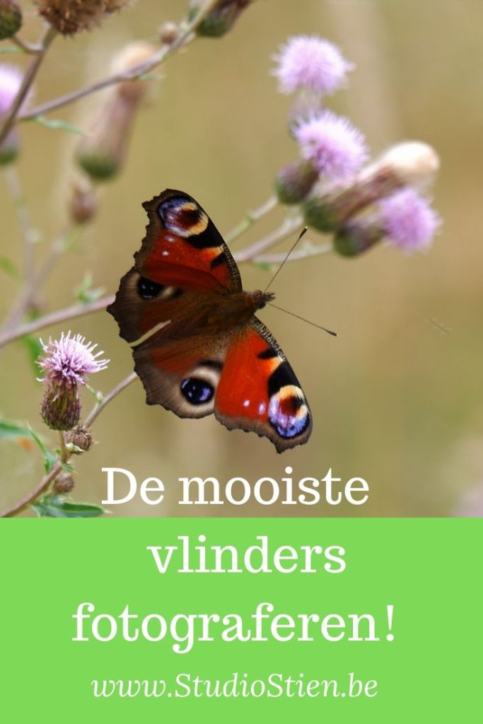 natuurfotografie fotografie fotografietips fotograferen vlinders vlinderfotografie 
