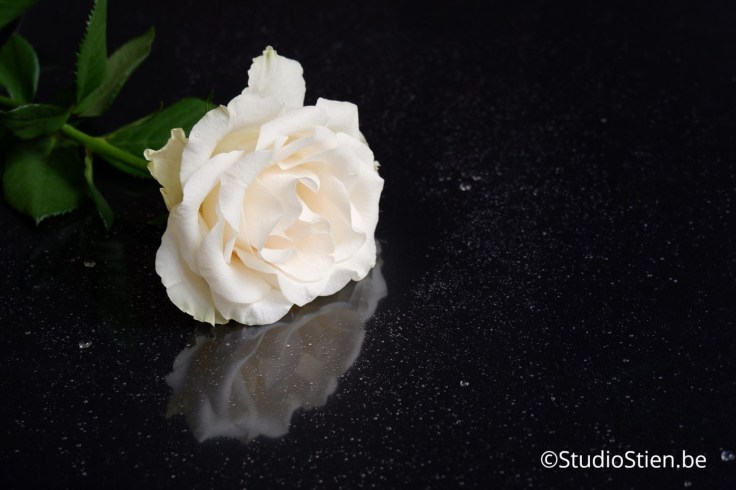 Witte roos op zwart achtergrond white rose refelction stockfoto