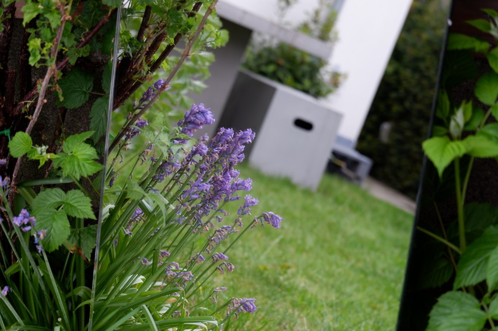 Tuin in spiegel met bloemen blauwe druifjes Garden in mirror purple flowers Fotografie 