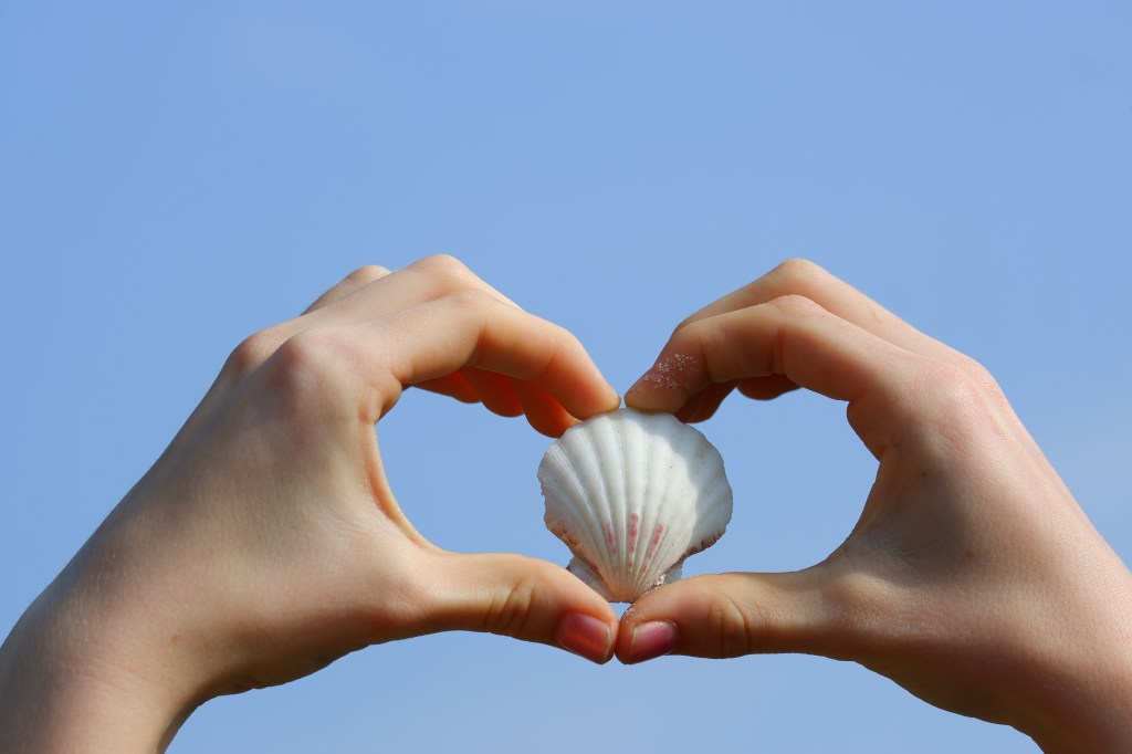 Seashell zeeschelp in handen hartvorm stockfoto