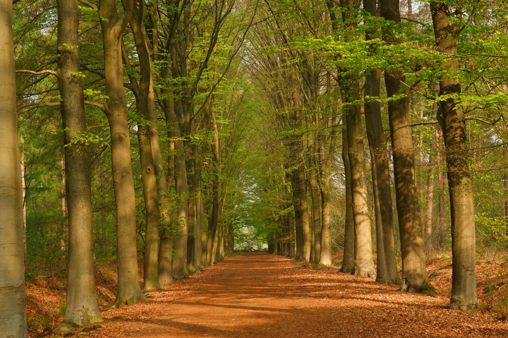 verticale foto's fotografie fotografietips 