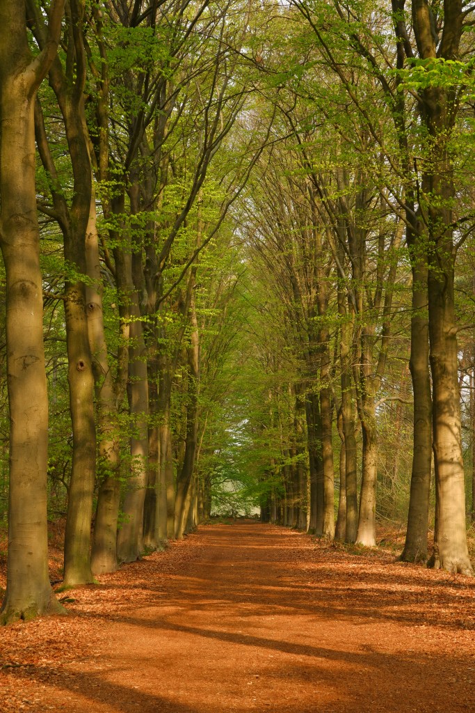natuurfotografie naturepic naturephotography bosfotografie 