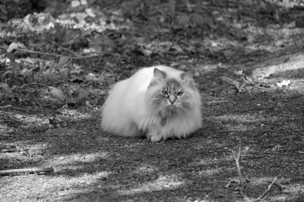 Horizontale foto kat 