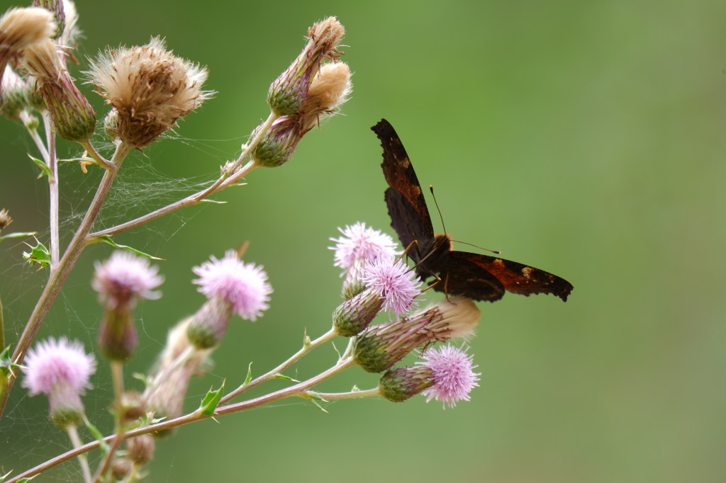 vlinder stockfoto butterfly dagpauwoog
natuurfotografie fotografie natuur insect