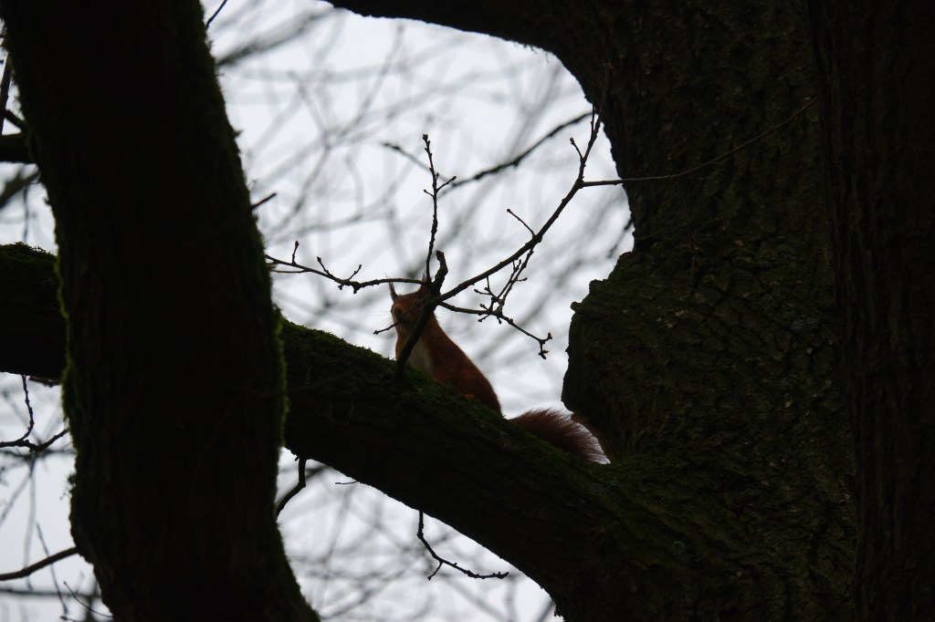 dierenfotografie natuurfotografie eekhoorn eekhoorns wildlife 