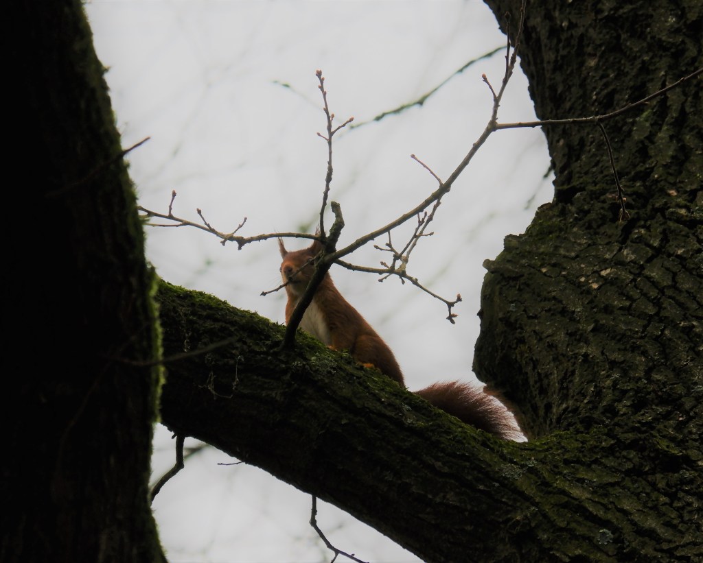 dierenfotografie natuurfotografie eekhoorn eekhoorns wildlife 