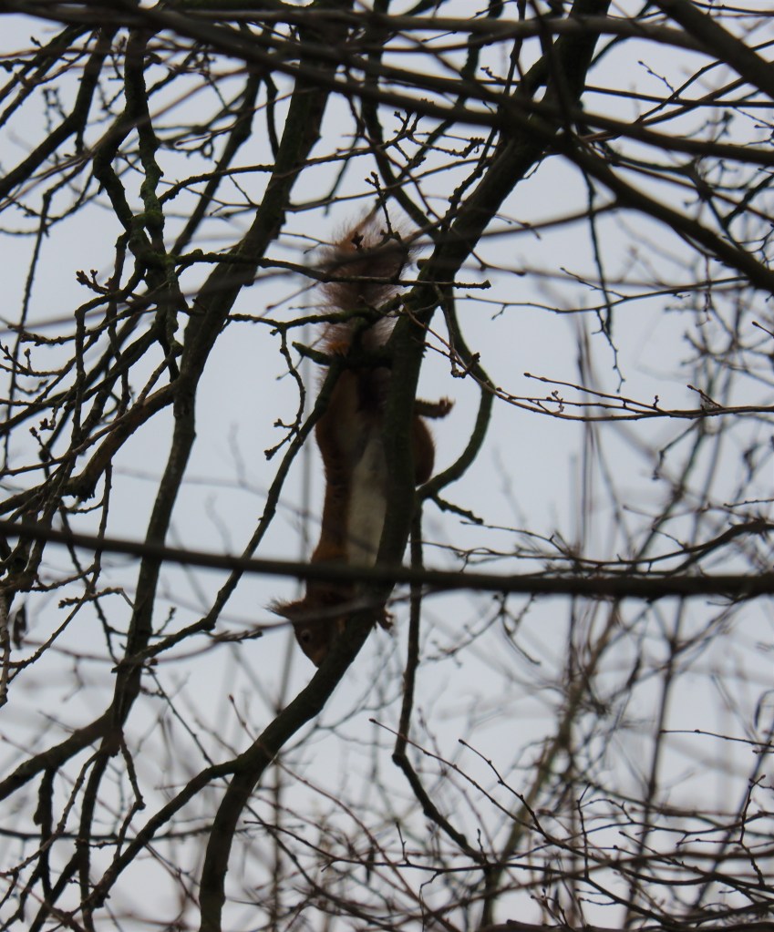 dierenfotografie natuurfotografie eekhoorn eekhoorns wildlife 