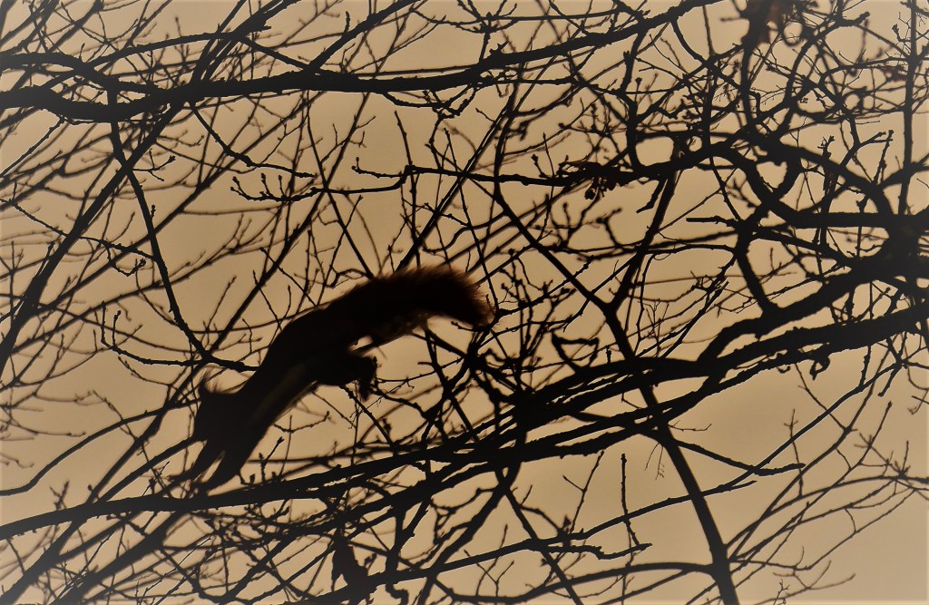 dierenfotografie natuurfotografie eekhoorn eekhoorns wildlife 