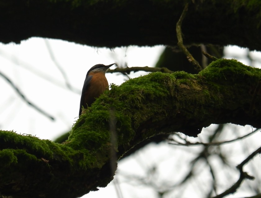 Kleine vogels fotograferen natuurfotografie vogelfotografie boomklever