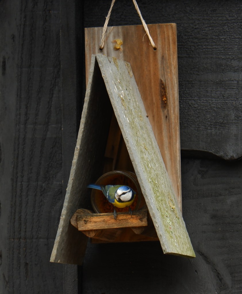 Kleine vogels fotograferen natuurfotografie vogelfotografie pimplemees nestkast voederplank 