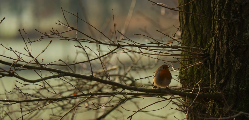 Kleine vogels fotograferen natuurfotografie vogelfotografie roodborstje