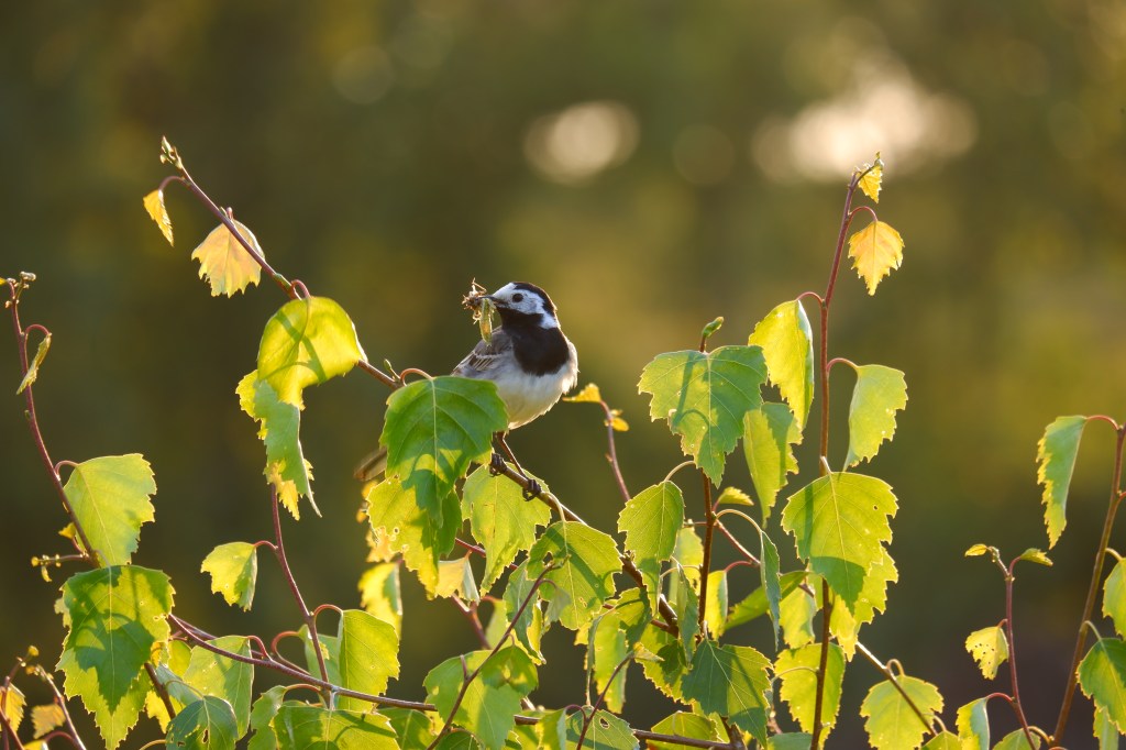 Kleine vogels fotograferen natuurfotografie vogelfotografie witte kwikstaart 