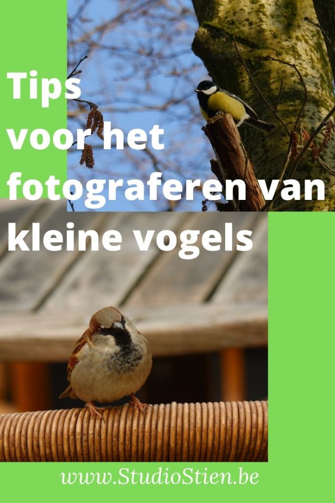 natuurfotografie vogelfotografie fotografie natuur fotgrafietips 