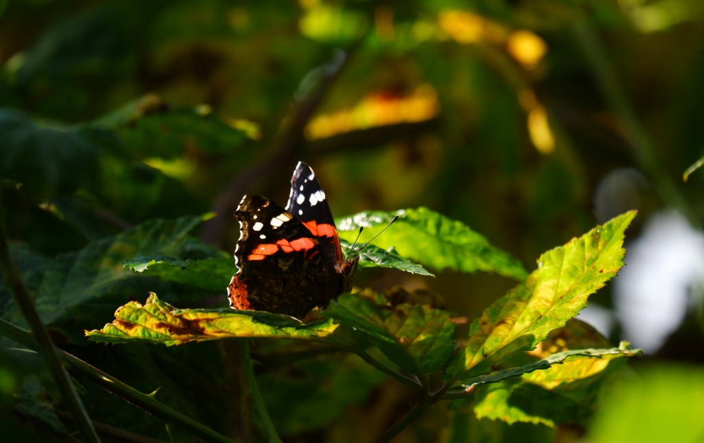 fotografie natuurfotografie vlinderfotografie fotografietips vlinders fotograferen atalanta