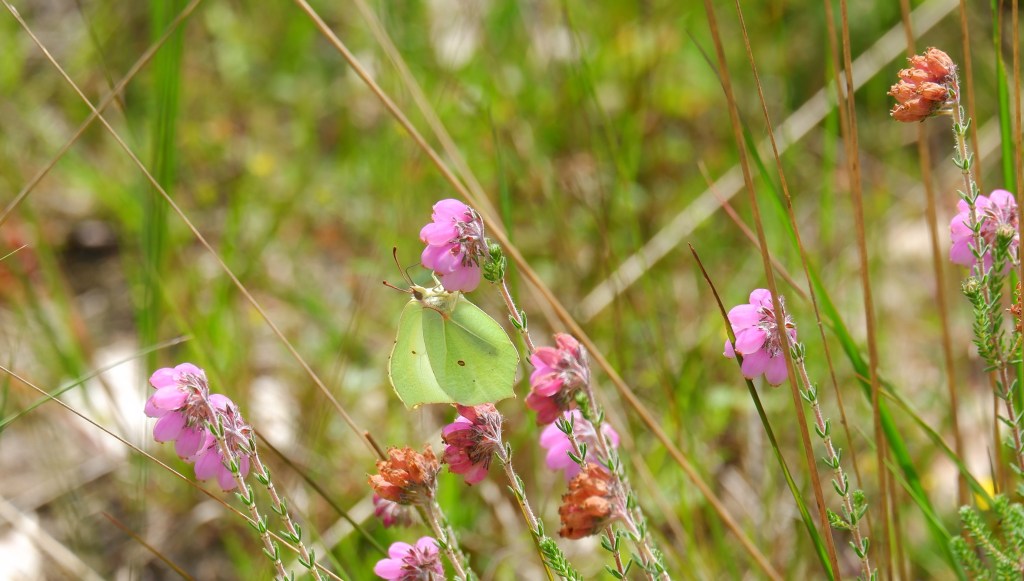 fotografie natuurfotografie vlinderfotografie fotografietips vlinders fotograferen citroenvlinder