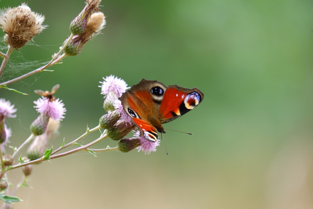 fotografie natuurfotografie vlinderfotografie fotografietips vlinders fotograferen dagpauwoog