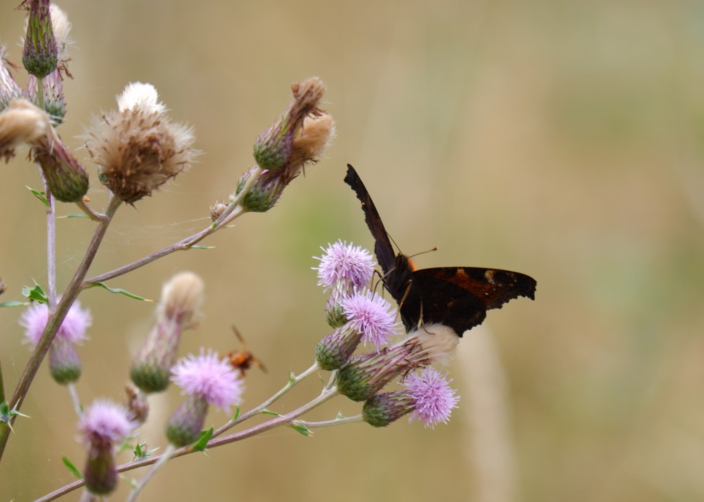 fotografie natuurfotografie vlinderfotografie fotografietips vlinders fotograferen dagpauwoog