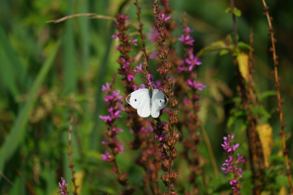 fotografie natuurfotografie vlinderfotografie fotografietips vlinders fotograferen koolwitje