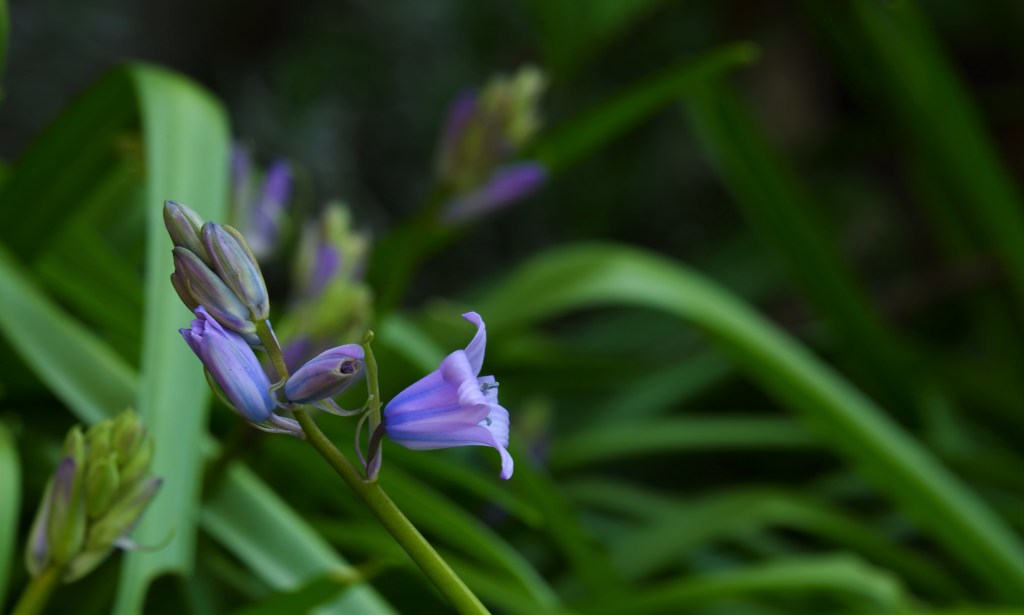 bloemenfotografie natuurfotografie fotografietips fotografieblog 