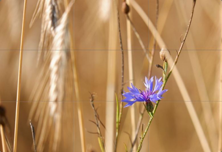 fotografie basisbegrippen fotograferen beginners natuurfotografie