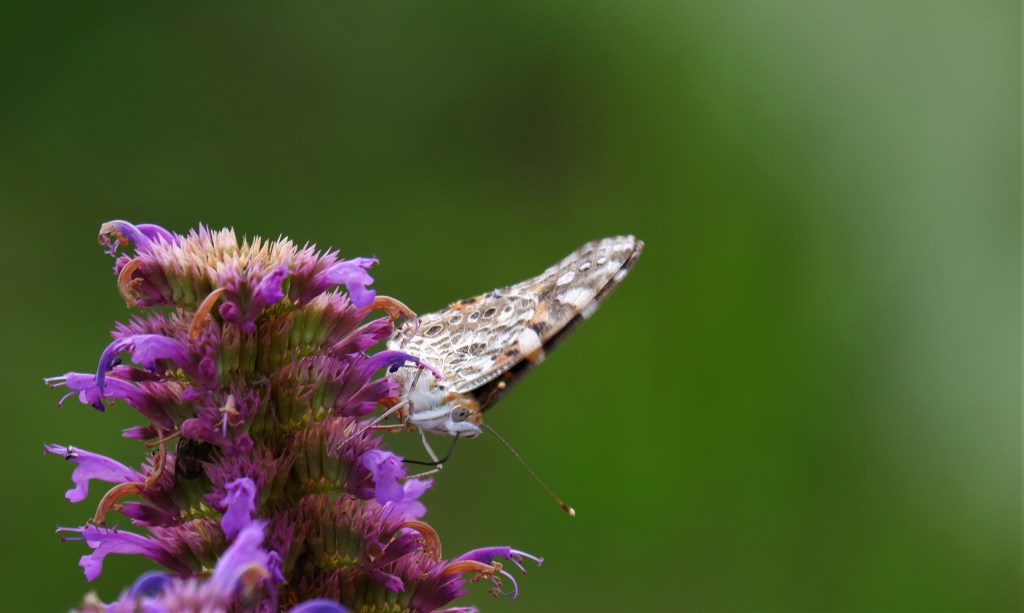 bloemenfotografie natuurfotografie fotografietips fotografieblog 