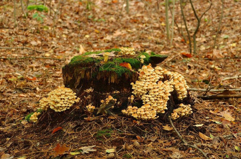 paddenstoelen fotograferen fotografie herfstfotografie natuurfotografie fotografietips fotografieblog 