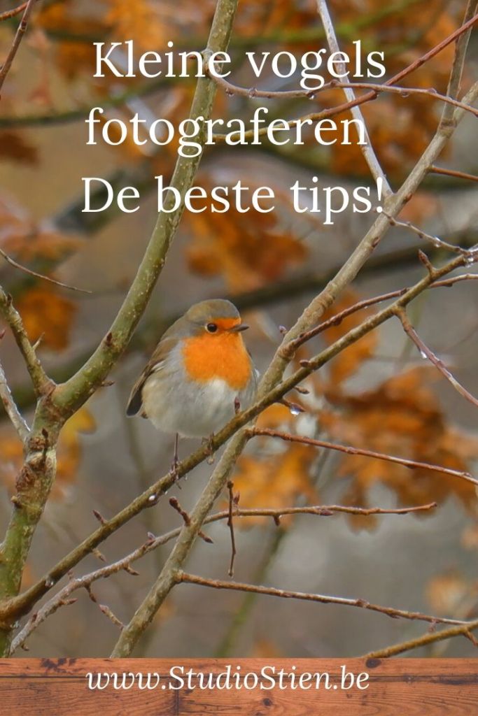 natuurfotografie vogelfotografie vogels fotograferen kleine fotografietips fotografieblog