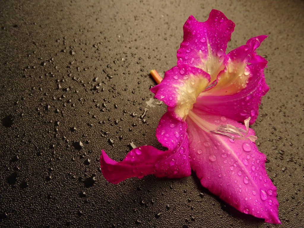 natuurfotografie bloemenfotografie fotografie fotografietips 