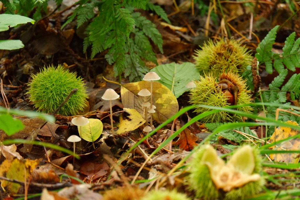 paddenstoelen fotograferen fotografie herfstfotografie natuurfotografie fotografietips fotografieblog 