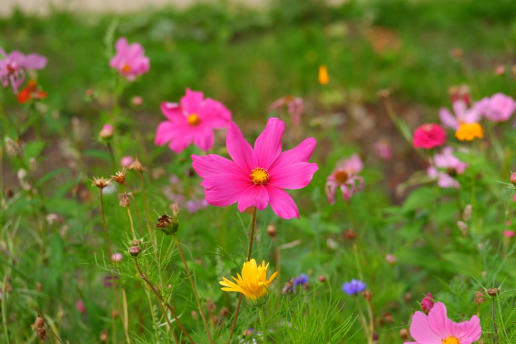 bloemenfotografie natuurfotografie fotografietips fotografieblog 