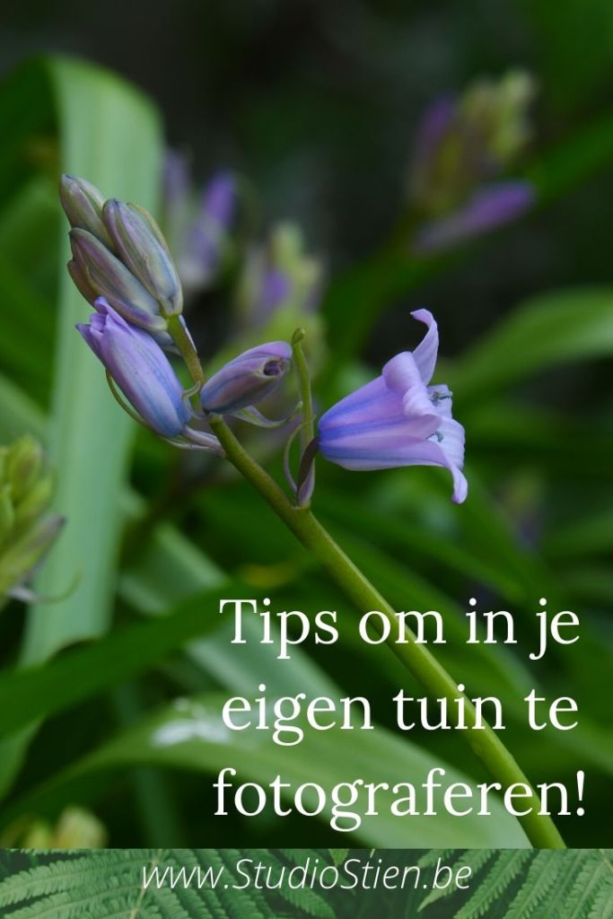 fotografietips fotografieblog fotograferen thuis tuinfotografie natuurfotografie 