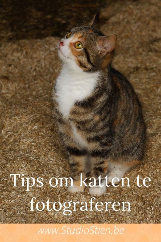 kattenfotografie dierenfotografie natuurfotografie fotografietips katten fotograferen