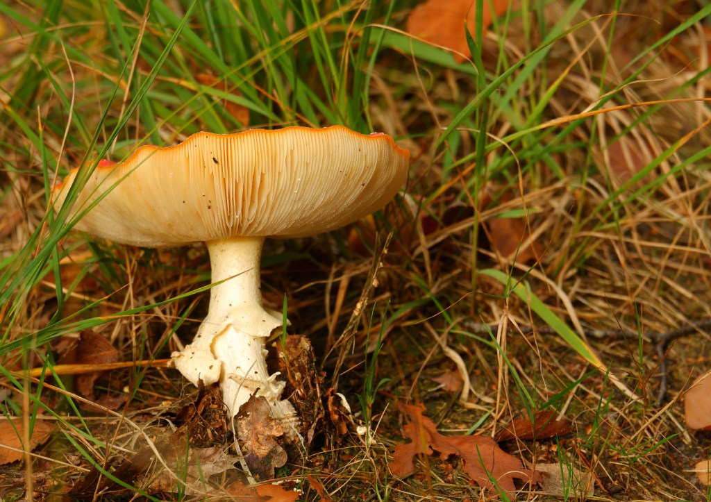paddenstoelen fotograferen fotografie herfstfotografie natuurfotografie fotografietips fotografieblog 