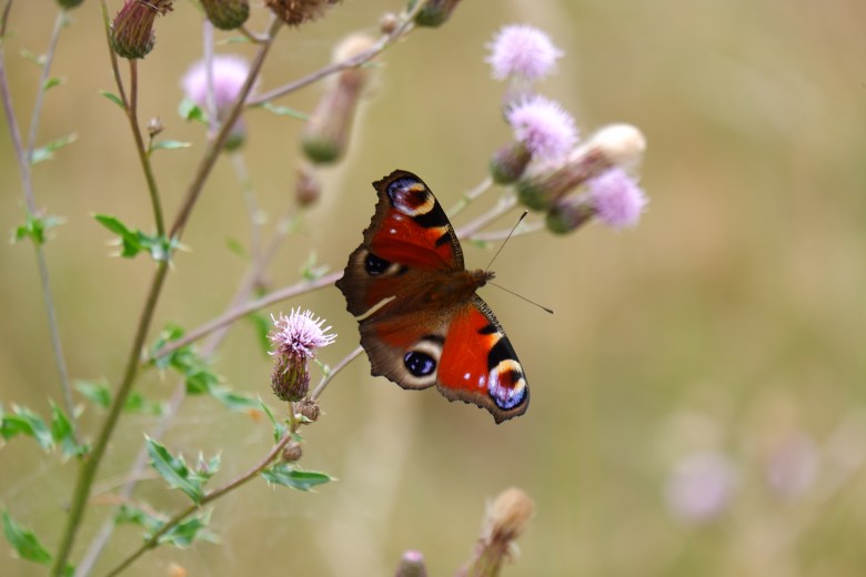 werk aan de muur natuurfotografie portfolio 