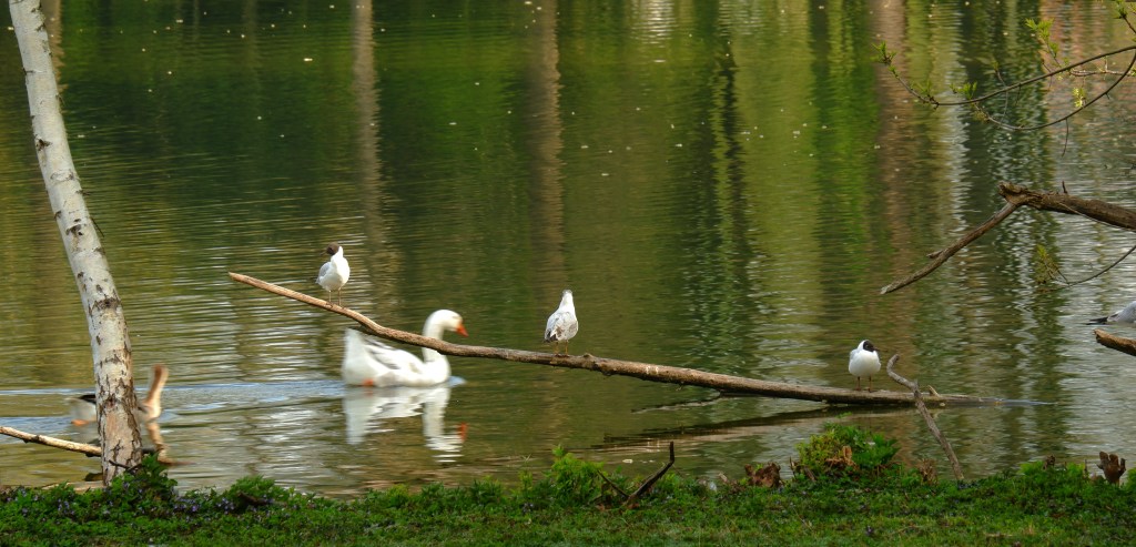 dierenfotografie natuurfotografie vogelfotografie vogels fotograferen fotografietips fotografieblog