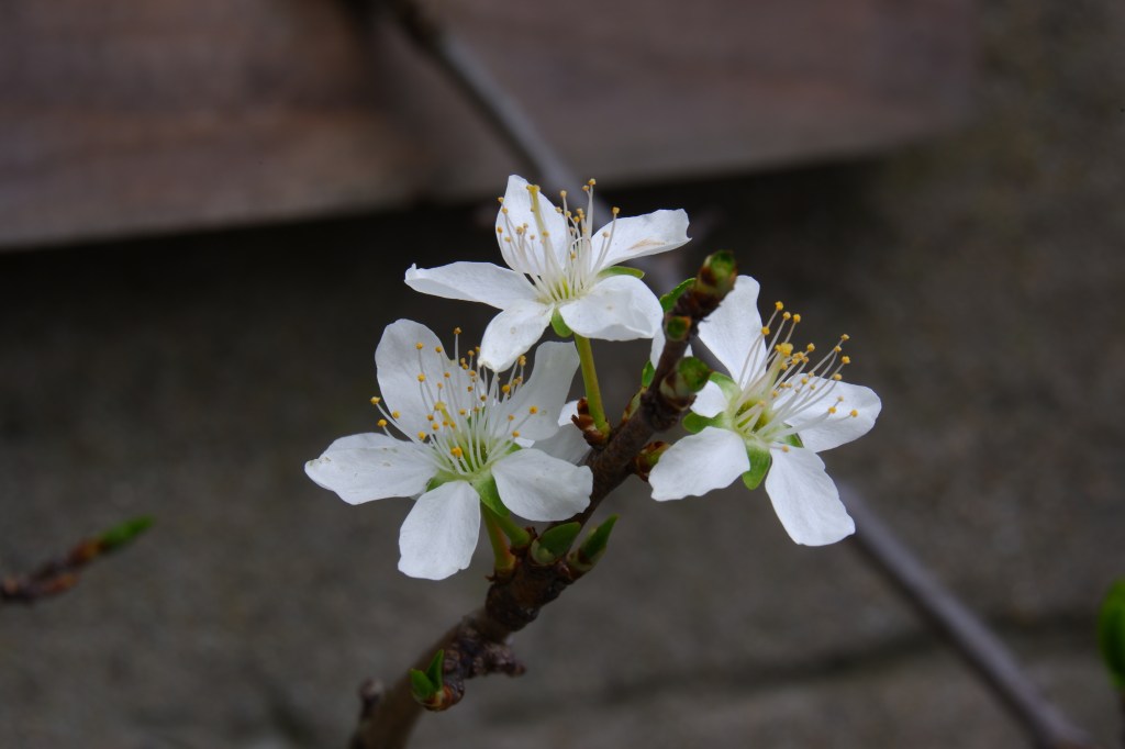 natuurfotografie witbalans basisbegrippen fotograferen beginners 