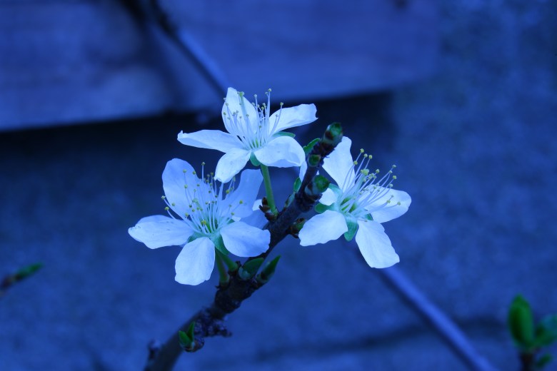 basisbegrippen fotografie beginners witbalans fotograferen