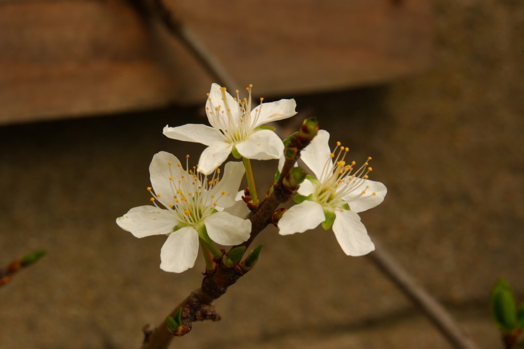 natuurfotografie witbalans basisbegrippen fotograferen beginners 