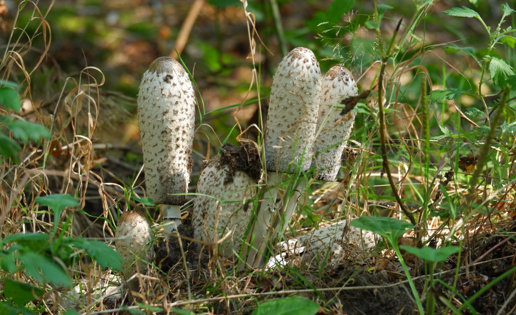 paddenstoelen fotograferen fotografie herfstfotografie natuurfotografie fotografietips fotografieblog 