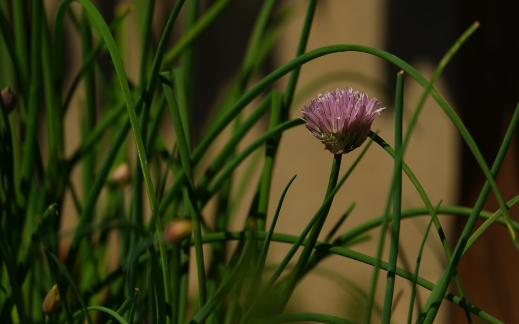 fotografie natuurfotografie fotografietips kruiden bloemenfotografie 