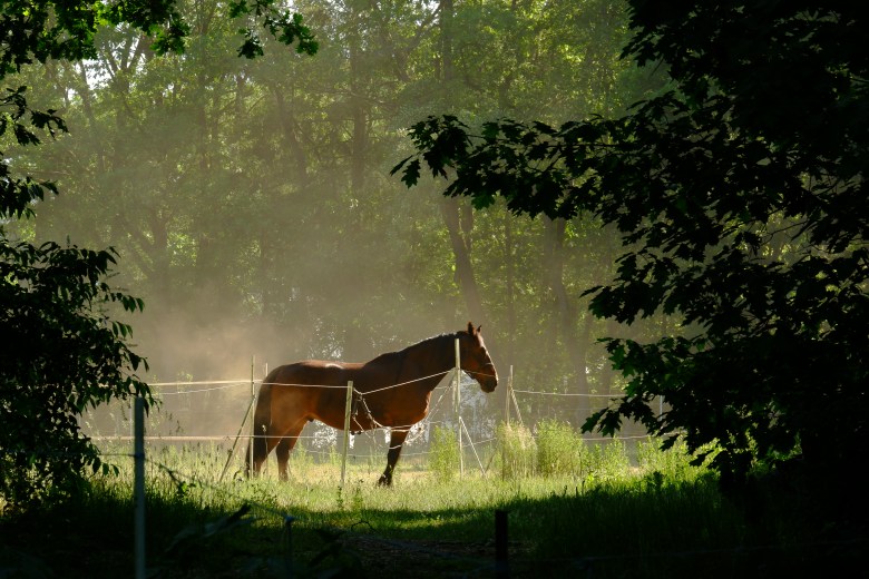 paardenfotografie dierenfotografie natuurfotografie fotografietips fotograferen paarden dieren
