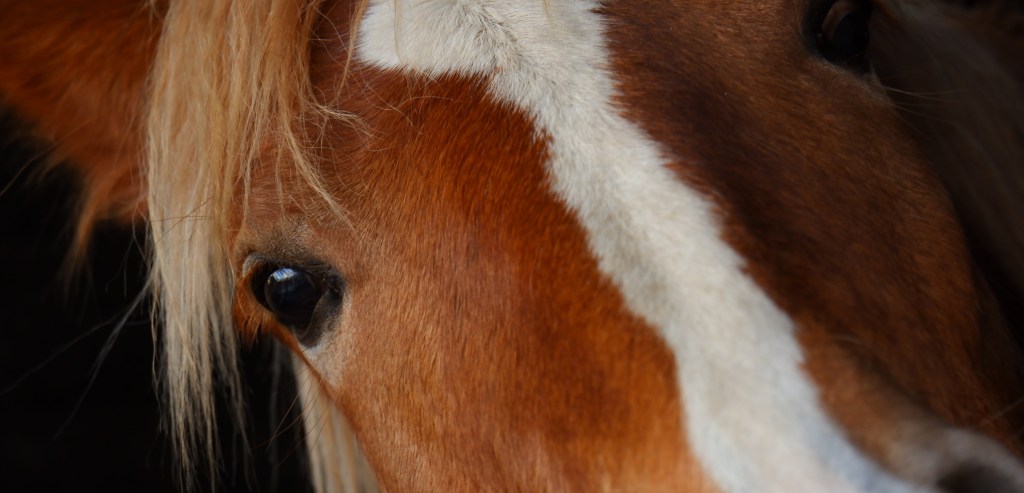 paardenfotografie dierenfotografie natuurfotografie fotografietips fotograferen paarden dieren