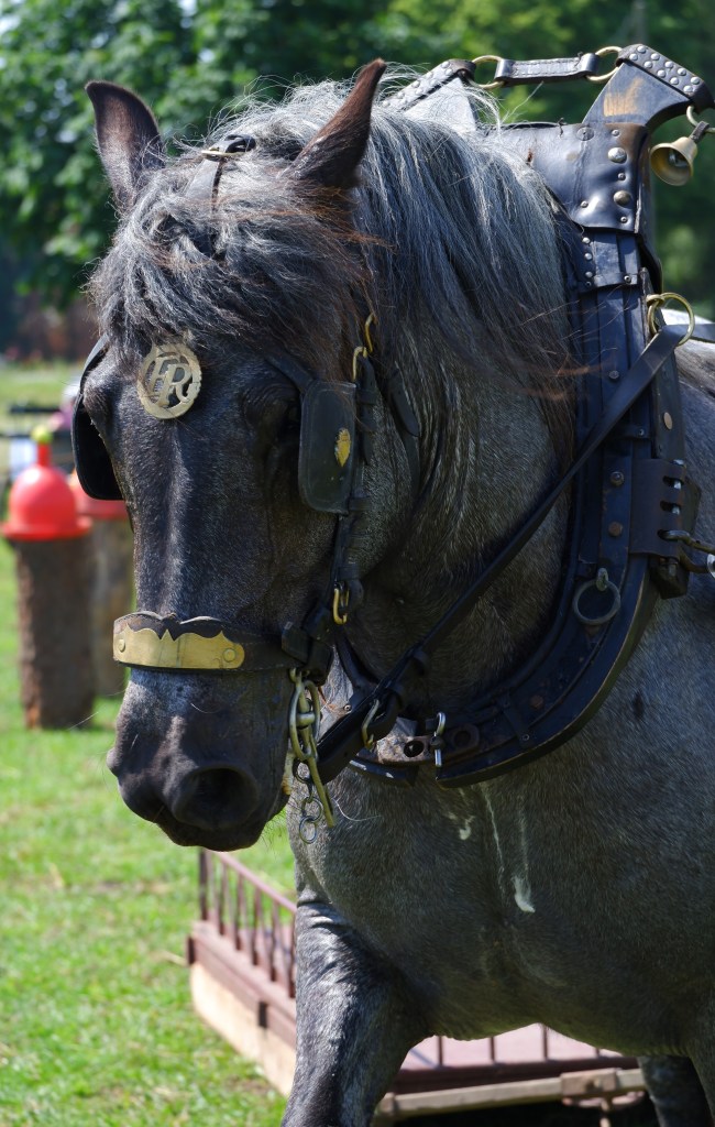 paardenfotografie dierenfotografie natuurfotografie fotografietips fotograferen paarden dieren trekpaard