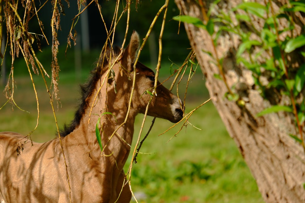 paardenfotografie dierenfotografie natuurfotografie fotografietips fotograferen paarden dieren