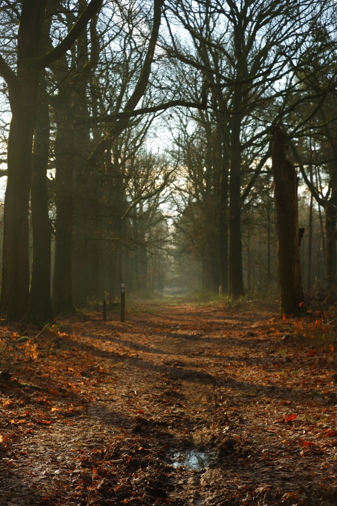 fotografie natuurfotografie fotografietips landschapsfotografie bosfotografie zijlicht belichting